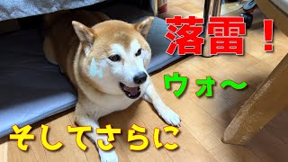 【京の柴犬】落雷で全員ピンチ！　太郎の犬モノガタリ第475話