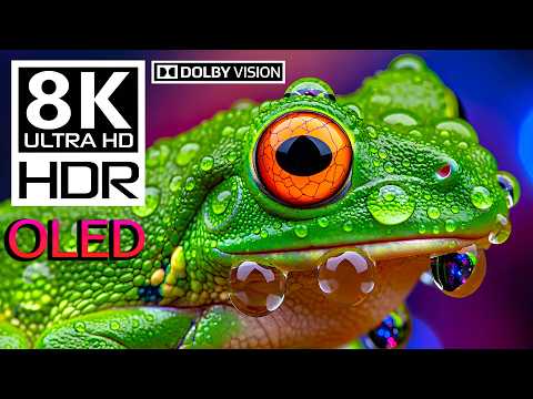 8K HDR 60fps Deep Forest Soundscape: Pure Nature in Dolby Vision