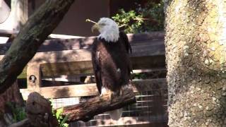 preview picture of video 'Lowry Park Zoo: Bald Eagle'