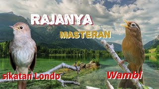 Download lagu Masteran burung murai batu Kacer cucak ijo !! sikatan Londo wambi gacor jeda suara jernih mp3 Download lagu Masteran burung murai batu Kacer cucak ijo !! sikatan Londo wambi gacor jeda suara jernih mp3