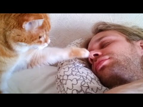 Wake Up And Play With Me, Hooman -  Cute Cat Wake Up Owner