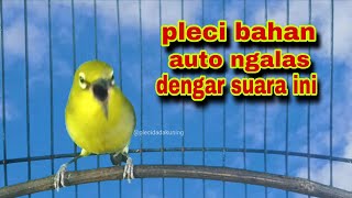 Download lagu Pleci Gacor Nembak Memanggil Lawan,Terbaik Buat Pancingan Pleci Dakun Lokal Bahan mp3 Download lagu Pleci Gacor Nembak Memanggil Lawan,Terbaik Buat Pancingan Pleci Dakun Lokal Bahan mp3