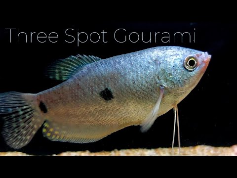 Three Spot Gourami — care guide easy and beautiful