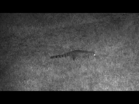 Djuma: Large spotted Genet returns and hunting - 01:26 - 06/21/18