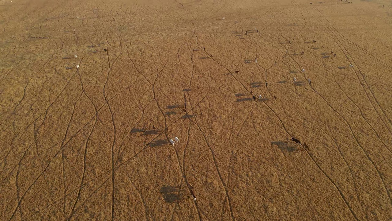 Where are the wild horses in Kansas?
