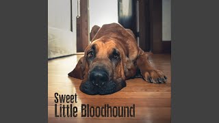 Sweet Little Bloodhound