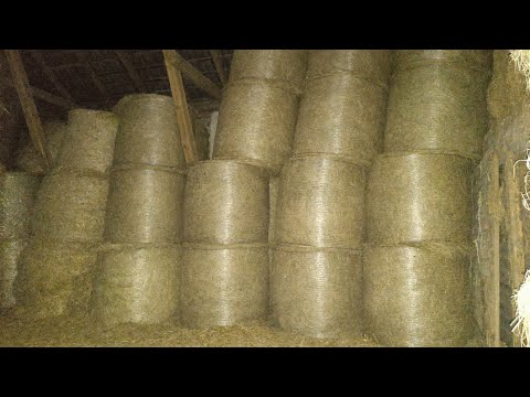 Sianokosy 2021 pokos 2 | Układanie Siana w stodole 🚜| #06