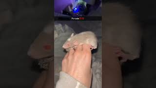 Rex Rat Rodents Videos