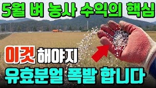 벼 농사 수익 극대화 비법! 5월 밑거름 하나로 도복 잡고 분얼 폭발시키는 법