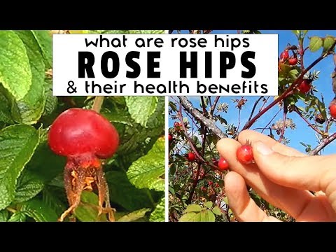 , title : 'WHAT ARE ROSE HIPS + ROSE HIP HEALTH BENEFITS (by someone who actually picks them in real life)'