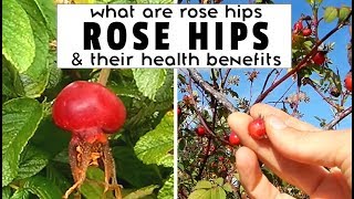 WHAT ARE ROSE HIPS + ROSE HIP HEALTH BENEFITS (by someone who actually picks them in real life)