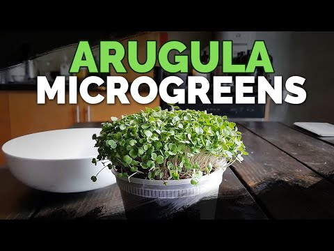 , title : 'How to Grow Arugula Microgreens Fast and Easy'