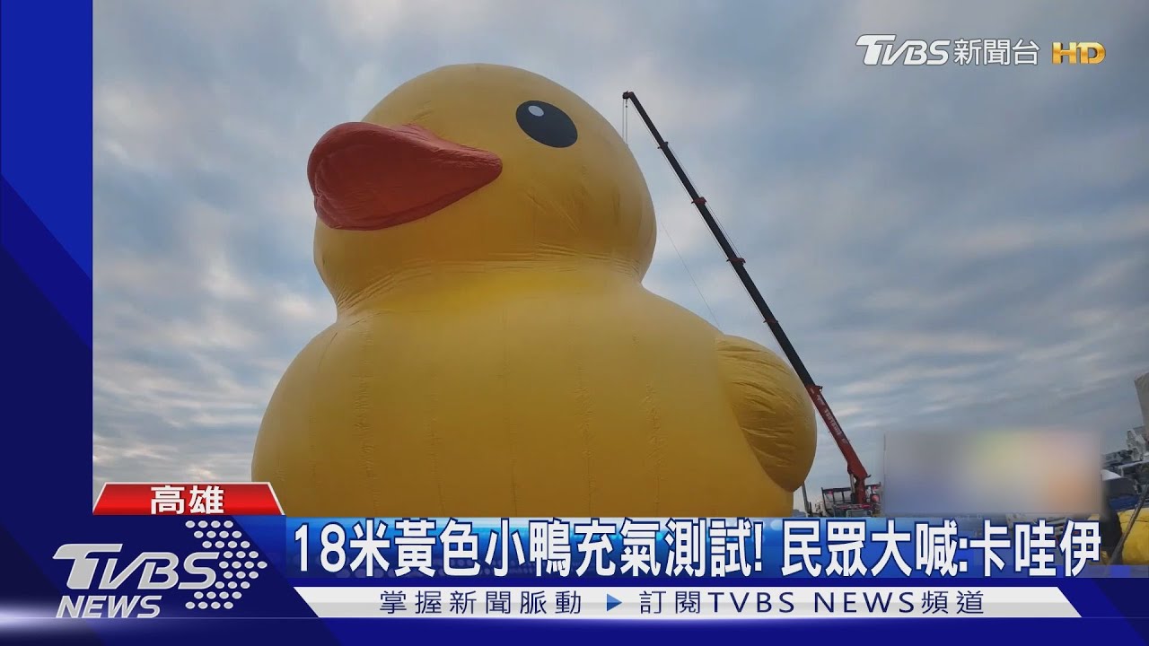 18米黃色小鴨充氣測試！　民眾大喊：卡哇伊