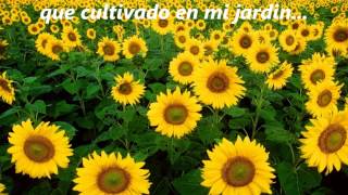 La mas bonita de las flores ..(PARA MI PALIDA DE WPB)