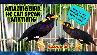 Download lagu BURUNG BEO INI BISA BERBICARA|| PASTINYA BAHASA YANG BAIK DAN BERSUARA AYAM JANTAN BERKOKOK. mp3