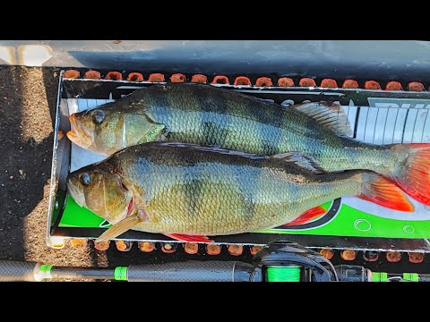 AHVENET VAANIVAT SYÖTIN PERÄSSÄ | TEHOKAS TAPA KALASTAA AHVENTA | TEHOKAS VIEHE AHVENENKALASTUKSEEN