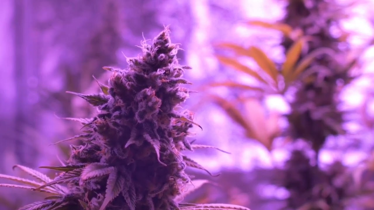 home page weed background