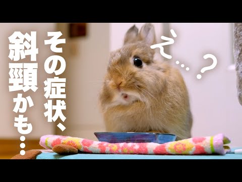 ウサギの耳の病気 ウサギの耳の病気