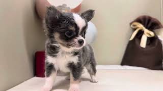 チワワ（ロング）の動画01