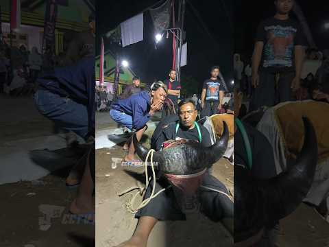 wonge sek turu malah di Gudo #bantengan #kalapan #satriyoglagahsuro #limousinoriginal