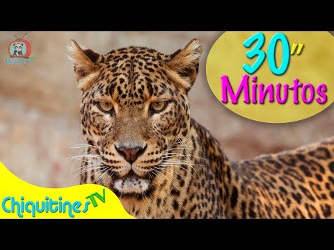 Aprende los Animales - 🦁🐔🐯🐶🐵 ¡Aprendiendo animales con CANCIONES INFANTILES! | ChiquitinesTV