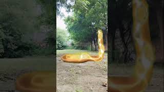 Download lagu #shorts #naagin 6 snakes green screen#newvideo #short mp3