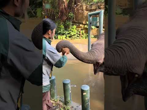 Impossible de trompé un éléphant