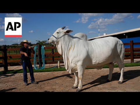 Meet Viatina-19, the world's most expensive cow worth $4.2 million