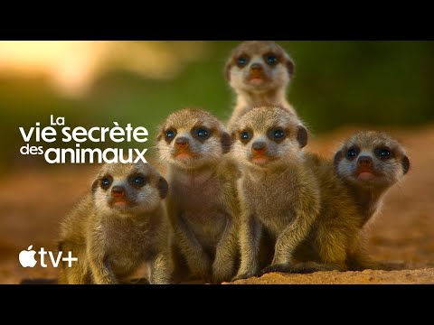 Bande-annonce