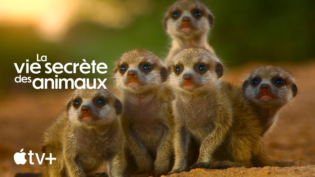 Bande-annonce officielle