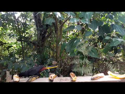 Crested Oropendola atendiendo el llamado de su cría!!