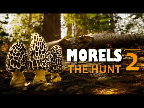 MORELS: THE HUNT 2 Gameplay - YouTube