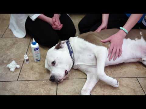 How to Medicate Your Dog’s Ear