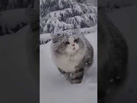 Do you love winter & snow   Cats need attention