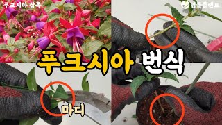 식물 삽목으로 