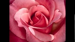 Family Tree - Matthew West  - Lyrics