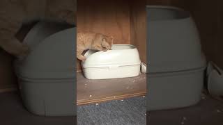 便器磨き上手な猫
