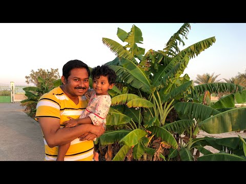 Al Shati Lake, Abu Dhabi | Little Kerala in UAE| Al Shati Beach