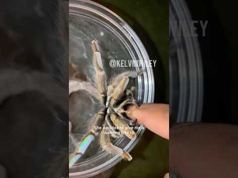 Tarantula Warning Bite!!!