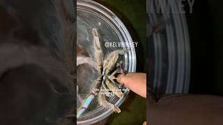 Tarantula Warning Bite!!!