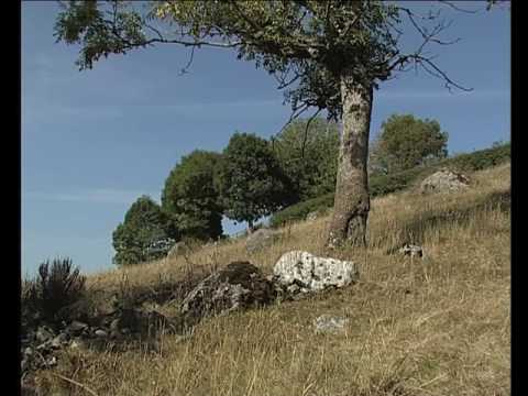 Son davalats…