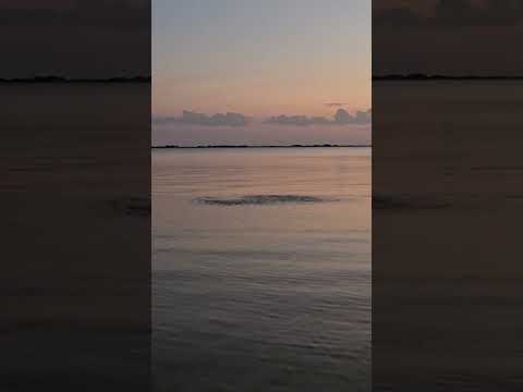 Bait Fish Chased By Redfish! Navarre Sound! #fishing #baitfishing #baitfish
