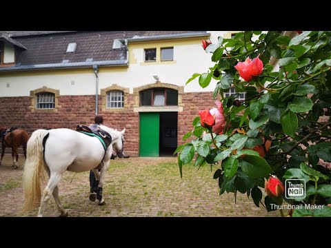 Reitinstitut v. Neindorff-Stiftung: Der Reitbetrieb