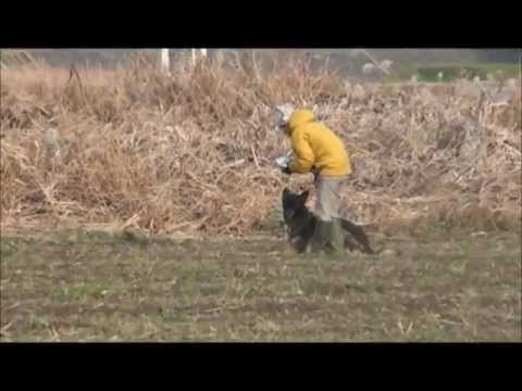 Nexus v Kyoto Masuda 23month tracking1