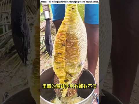 純天然蜂蜜有點可怕