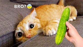 Essayer de ne pas rire 🤣 meilleurs chiens et chats drôles partie 5