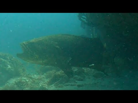 4K 2021 Key West Florida USA Spearfishing