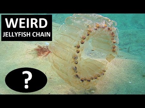 WEIRD JELLYFISH CHAIN ??? / Salpa - Salpida - Salp