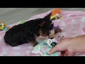 Yorkshire Terrier dogs for sale: Daisy - Video 1