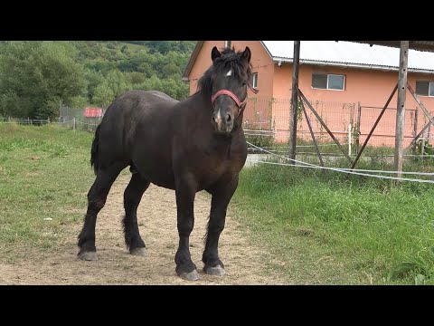Caii domnului Ion de la Oncesti, Maramures - 2020